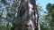 Close up tilt from a big tree in margaret river forest, Western Australia