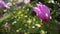 Close up timelapse of white purple lily flowers