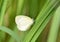 Close up of a tiny Barred Yellow Eurema daira Butterfly