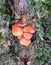 Close up of tiny bright orange fungus growing on tree back surrounded by moss and lichen
