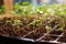 a close-up of tiny chili pepper seedlings in a greenhouse