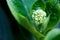 close-up of tiny flower buds