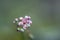 Close up of a tiny flower Saxifraga hirsuta