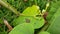 Close up of tiny frogs sitting on a green leaf.