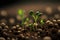 Close up of tiny green seedlings sprouting in the ground