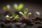 Close up of tiny green seedlings sprouting in the ground