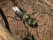 Close up of a tiny metallic male Osmia Pumila Mason Bee resting on a tree