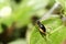 Close up tiny Metioche vittaticolis Stal cricket in the garden