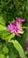 Close up of tiny minute little fushchia pink blossom flower