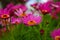 Close up of tiny pink daisy flowers in the garden