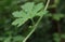 Close up of a tiny spider hiding underneath the bitter gourd leaf