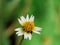 Close up Tiny Tridax Procumbens flower, commonly known as Coatbuttons or Tridax Daisy, on a blurry green background