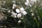 Close up of tiny white flowers of gaura lindheimeri or whirling butterflies in the morning sun on green background