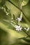 Close up of tiny white violet little flowers in garden