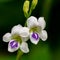 Close-up of Tiny Wild Flowers