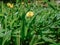 Close-up of a tiny yellow flower on a green lawn