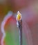 Close-up of tiny yellow leaf with rim of ice crystals