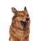 Close up of tired brown metis dog yawning