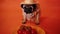 Close up of tired cute pug with red tomatoes on orange background. Relaxed dog in straw hat with vegetables after