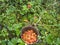 Close up titanium travel mug full of ripe orange yellow cloudberry, Rubus chamaemorus. Macro fresh wild berry in the