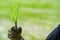 Close up to Asian man`s hand hold the rice with mud on his hand for transplant rice seedlings in paddy rice