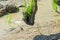 Close up to Asian man`s hand hold the rice with mud on his hand for transplant rice seedlings in paddy rice