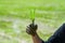 Close up to Asian man`s hand hold the rice with mud on his hand for transplant rice seedlings in paddy rice