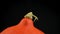 Close-up to autumn Hokkaido Pumpkin or Red Kuri on a wooden board rotate on a black background