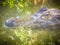 Close up to big and frightening eye of a Caiman (Caimaninae) crocodile staying in still water