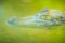 Close up to big and frightening eye of a Caiman (Caimaninae) crocodile staying in still water