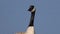 A close up to a Canadian goose, a large wild goose with a black head and neck