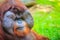 Close up to face of dominant male, Bornean orangutan (Pongo pygmaeus) with the signature developed cheek pads that arise in