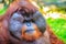 Close up to face of dominant male, Bornean orangutan (Pongo pygmaeus) with the signature developed cheek pads that arise in