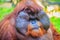 Close up to face of dominant male, Bornean orangutan (Pongo pygmaeus) with the signature developed cheek pads that arise in