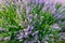 Close up to filed of beautiful lavender. Amazing violet color of blooms and green leaves.