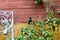 Close up to a green and blue hummingbird singin over a wooden branch with green nature background