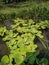 Close up to Green duckweeds water plant in pond Of Nepal