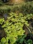 Close up to Green duckweeds water plant in pond Of Nepal