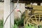 Close up to a green hummingbird drinking water on bird waterer with a flying bee