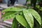 Close up to greenish leaves with white texture