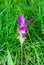 Close-Up to Pink Siam Tulip Blooming in Meadow