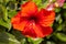 Close up to a red hibiscus flower. A red orange hibiscus in the malaysian Cameron highland. The bloom dust of the blossoms in