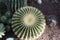 Close up to a symmetrical cactus in a garden and thrones