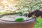 Close up to thirsty black and white cat climb lotus flower pot to eat water at the outdoor garden with lotus pond in the