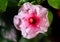 Close up to a violet hibiscus flower. A pink hibiscus in a malaysian backyard. The bloom dust of the blossoms in center. The