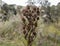 Close up to a wild brown spined flower at colombian badland