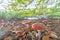 Close up of a toadstool on a leaf covered forest floor during the day