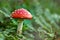 Close up of toadstool mushrooms, fly agaric  on the forest floor, Bavaria, Germany