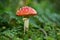 Close up of toadstool mushrooms, fly agaric  on the forest floor, Bavaria, Germany