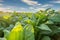 Close up of Tobacco big leaf crops growing in tobacco plantation field, Tobacco Industry for Agriculture and Export